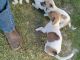 Jack Russell Terrier Puppies for sale in Opp, AL 36467, USA. price: $50