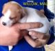 Jack Russell Terrier Puppies for sale in Big Cabin, OK, USA. price: $500