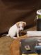 Jack Russell Terrier Puppies for sale in Waldron, MI 49288, USA. price: $150