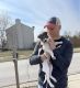Jack Russell Terrier Puppies for sale in Sunbury, OH 43074, USA. price: $300