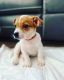 Jack Russell Terrier Puppies for sale in 5300 N Sheridan Rd, Chicago, IL 60640, USA. price: $600