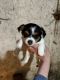 Jack Russell Terrier Puppies for sale in West Manchester, OH 45382, USA. price: $450