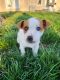 Jack Russell Terrier Puppies for sale in Springfield, MO, USA. price: NA