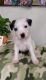 Jack Russell Terrier Puppies for sale in Palestine, TX, USA. price: $1,500