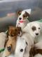 Jack Russell Terrier Puppies for sale in Oklahoma City, OK, USA. price: $700