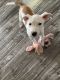 Jack Russell Terrier Puppies for sale in Bradenton, FL 34205, USA. price: NA