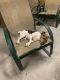 Jack Russell Terrier Puppies for sale in Summerville, SC, USA. price: $300