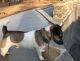Jack Russell Terrier Puppies for sale in Douglasville, GA, USA. price: NA
