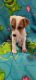 Jack Russell Terrier Puppies for sale in La Quinta, CA, USA. price: $1,500