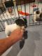 Jack Russell Terrier Puppies for sale in Elon, NC, USA. price: $900