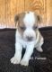 Jack Russell Terrier Puppies for sale in Walterboro, SC 29488, USA. price: $800