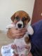 Jack Russell Terrier Puppies for sale in Madiwala New Extension, HSR layout Sector 2, 1st Stage, BTM Layout, Bengaluru, Karnataka 560068, India. price: 23000 INR