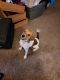 Jack Russell Terrier Puppies for sale in Forest Lake, MN, USA. price: $200