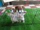 Jack Russell Terrier Puppies for sale in Hebbal, Bengaluru, Karnataka, India. price: 25000 INR