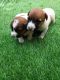 Jack Russell Terrier Puppies for sale in Hebbal, Bengaluru, Karnataka, India. price: 25000 INR