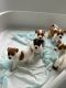 Jack Russell Terrier Puppies for sale in Haymarket, VA 20169, USA. price: $850