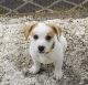 Jack Russell Terrier Puppies for sale in Portland, IN 47371, USA. price: $400