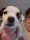 Jack Russell Terrier Puppies for sale in Saucier, MS 39574, USA. price: $300