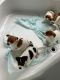 Jack Russell Terrier Puppies for sale in South Riding, VA 20152, USA. price: $1,000