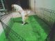Jack Russell Terrier Puppies for sale in Hebbal, Bengaluru, Karnataka, India. price: 20000 INR