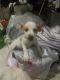 Jack Russell Terrier Puppies for sale in Chino, CA, USA. price: NA