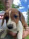 Jack Russell Terrier Puppies for sale in St Johnsville, NY 13452, USA. price: $100