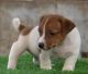 Jack Russell Terrier Puppies for sale in Hebbal, Bengaluru, Karnataka, India. price: 20000 INR