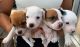 Jack Russell Terrier Puppies