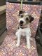 Jack Russell Terrier Puppies for sale in San Luis Obispo, CA, USA. price: $600