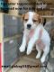Jack Russell Terrier Puppies for sale in Colorado Springs, CO, USA. price: $625
