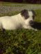 Jack Russell Terrier Puppies for sale in Jamestown, PA 16134, USA. price: NA