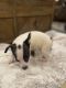 Jack Russell Terrier Puppies for sale in Weatherford, TX, USA. price: NA