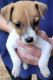Jack Russell Terrier Puppies for sale in Cleveland, TX 77328, USA. price: $500