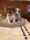 Jack Russell Terrier Puppies for sale in Houston, TX, USA. price: NA