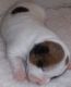 Jack Russell Terrier Puppies for sale in Macclenny, FL 32063, USA. price: $1,100