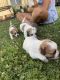 Jack Russell Terrier Puppies for sale in Canton, OH, USA. price: NA