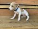 Jack Russell Terrier Puppies for sale in Cleveland, OH, USA. price: $600
