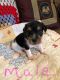 Jack Russell Terrier Puppies for sale in Bowie, TX 76230, USA. price: $500