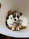 Jack Russell Terrier Puppies for sale in Redford Charter Twp, MI, USA. price: $500