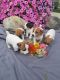 Jack Russell Terrier Puppies for sale in New Haven, IN, USA. price: $450