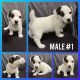 Jack Russell Terrier Puppies for sale in 3220 Vista Ave, Lemon Grove, CA 91945, USA. price: $1,300