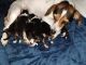 Jack Russell Terrier Puppies for sale in Marvel Cave Park, MO 65616, USA. price: NA