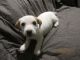 Jack Russell Terrier Puppies for sale in Walterboro, SC 29488, USA. price: $350