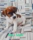 Jack Russell Terrier Puppies for sale in Trenton, NJ 08648, USA. price: NA
