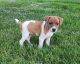 Jack Russell Terrier Puppies for sale in Milan, IL, USA. price: $500