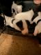 Jack Russell Terrier Puppies for sale in 204040 Antelope Rd, Purcell, OK 73080, USA. price: NA