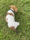 Jack Russell Terrier Puppies for sale in Winchester, VA 22601, USA. price: NA
