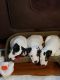 Jack Russell Terrier Puppies for sale in Milford, DE 19963, USA. price: NA