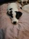 Jack Russell Terrier Puppies for sale in Fishers, IN, USA. price: $500