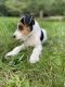 Jack Russell Terrier Puppies for sale in Sawyer County, WI, USA. price: NA